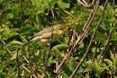 Melodious warbler - Tate Lloyd.