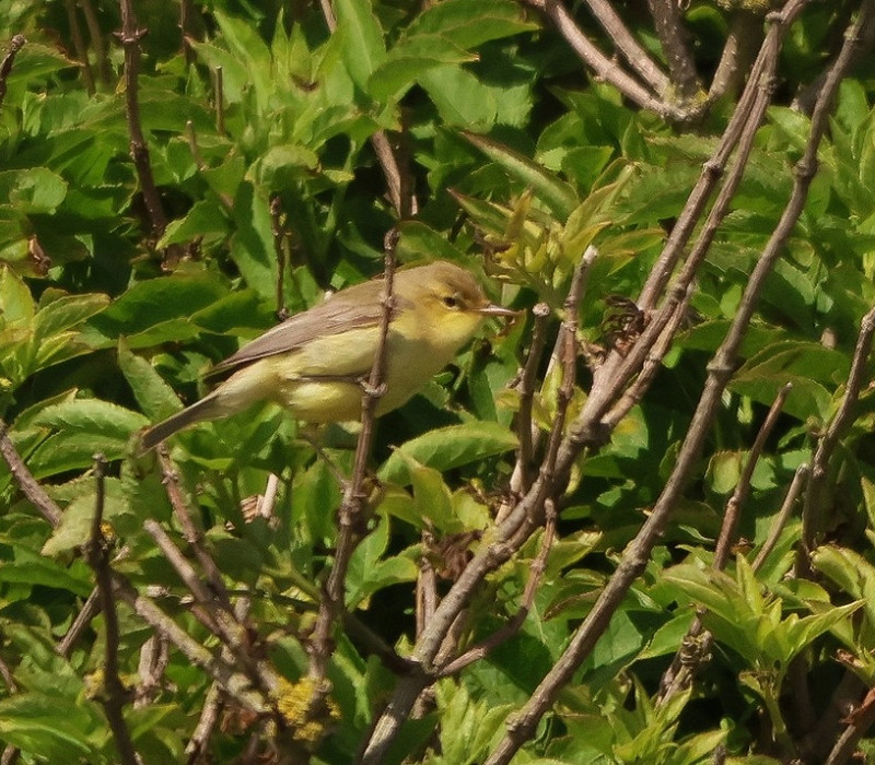 Melodious warbler - Tate Lloyd.