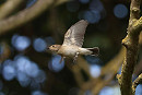 Pied Flycatcher - Tate Lloyd.