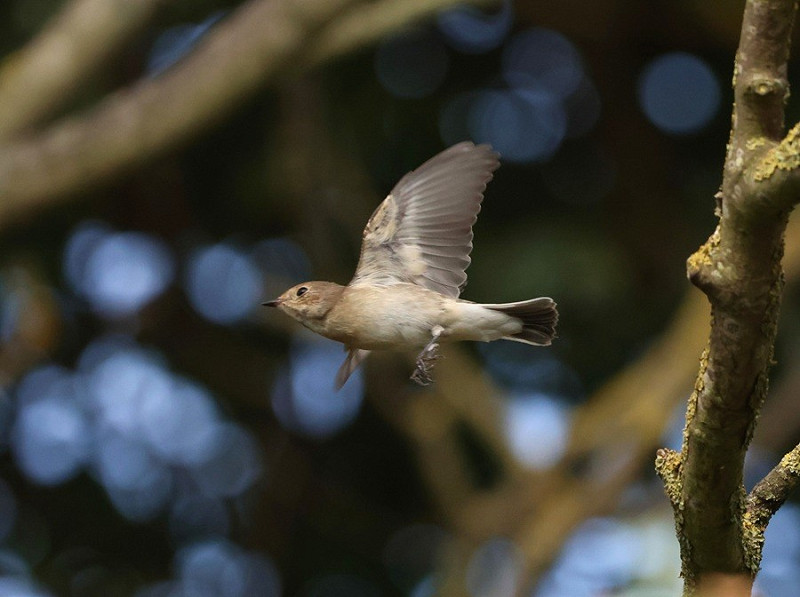 Pied Flycatcher - Tate Lloyd.