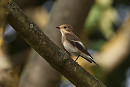 Pied Flycatcher - Tate Lloyd.