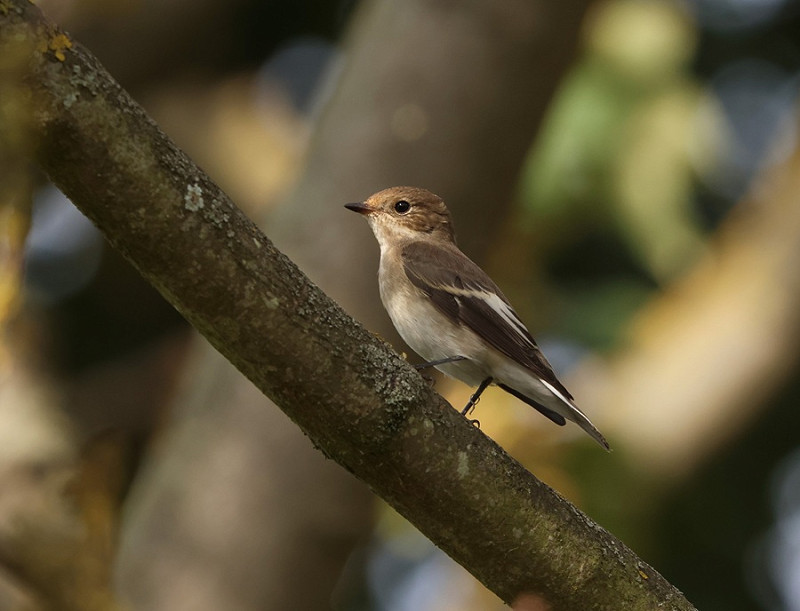 Pied Flycatcher - Tate Lloyd.