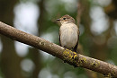 Pied Flycatcher - Tate Lloyd.