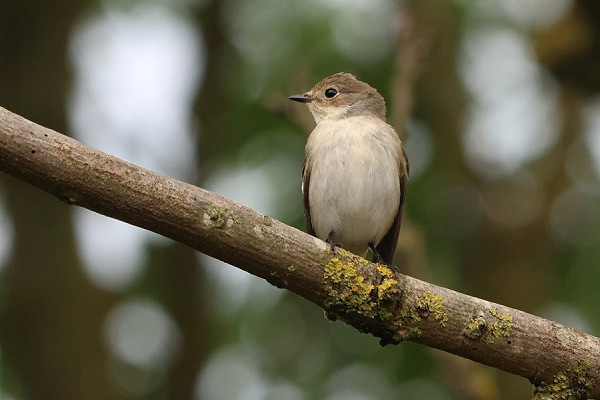 Pied Flycatcher - Tate Lloyd.