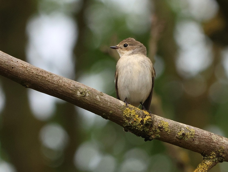 Pied Flycatcher - Tate Lloyd.