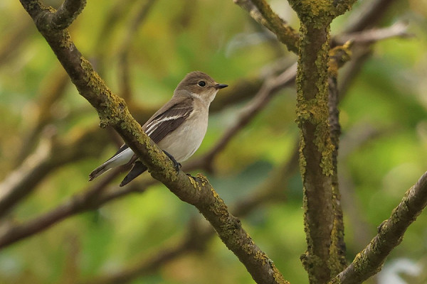 Pied Flycatcher - Thomas Willoughby.