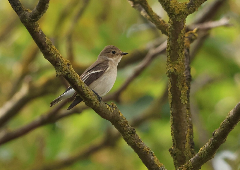 Pied Flycatcher - Thomas Willoughby.