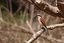Red-backed Shrike - Tate Lloyd.