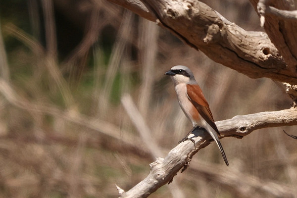 Red-backed Shrike - Tate Lloyd.