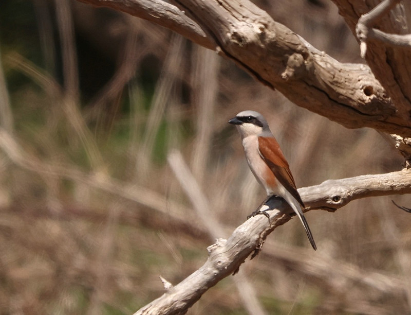 Red-backed Shrike - Tate Lloyd.