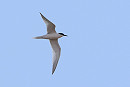 Roseate Tern - Tate Lloyd.