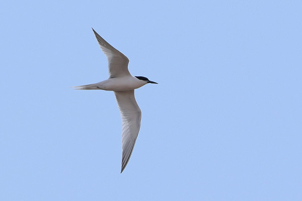 Bird sightings Sunday, 22 June 2025