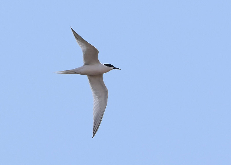 Roseate Tern - Tate Lloyd.