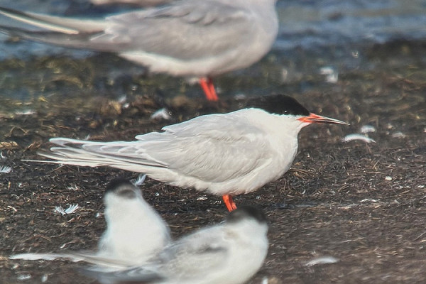 Roseate Tern - Tate Lloyd.