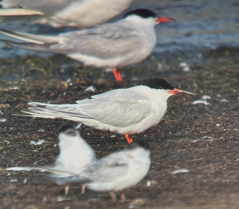 Roseate Tern - Tate Lloyd.