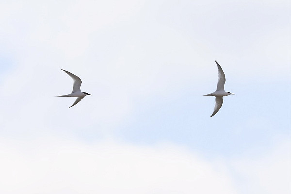 Roseate Tern - Tate Lloyd.