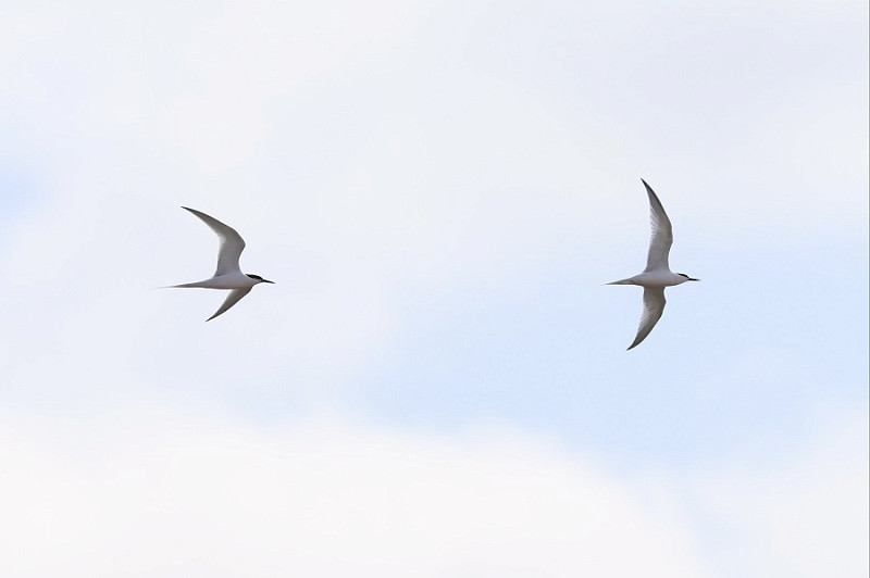 Roseate Tern - Tate Lloyd.