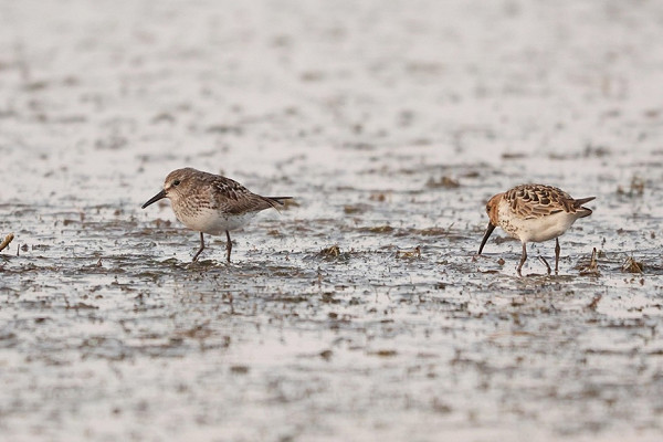 Latest sightings