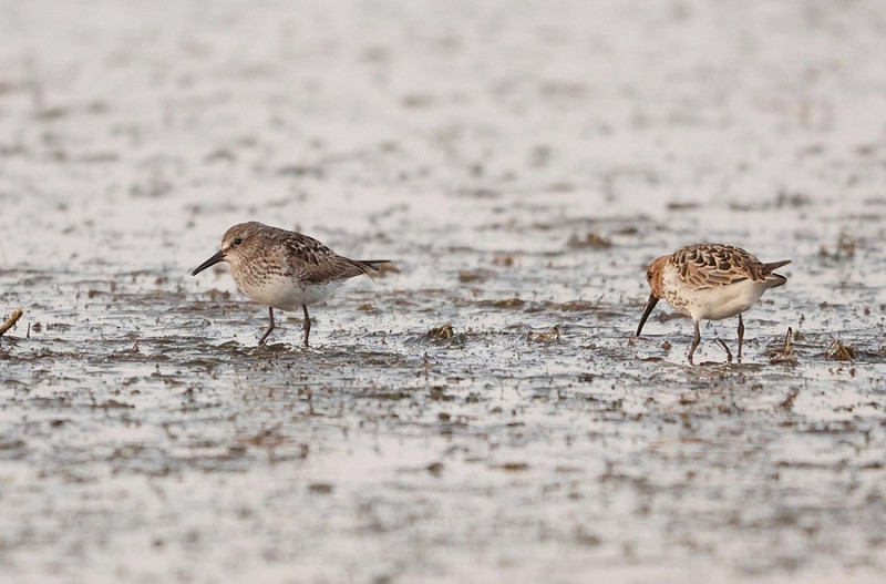 White-rumped Sandpiper and Dunlin - Tate Lloyd.