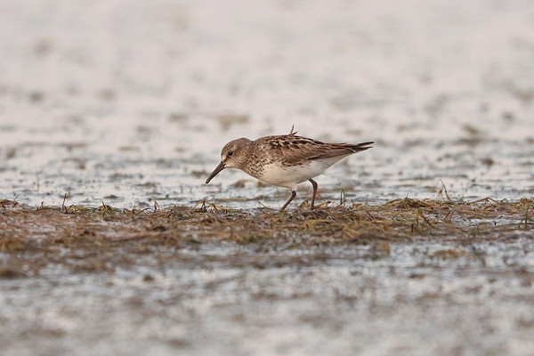 White-rumped Sandpiper - Tate Lloyd.