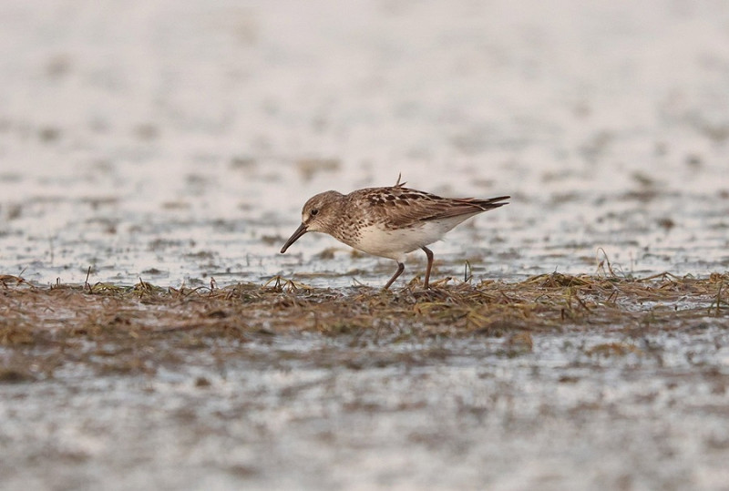 White-rumped Sandpiper - Tate Lloyd.