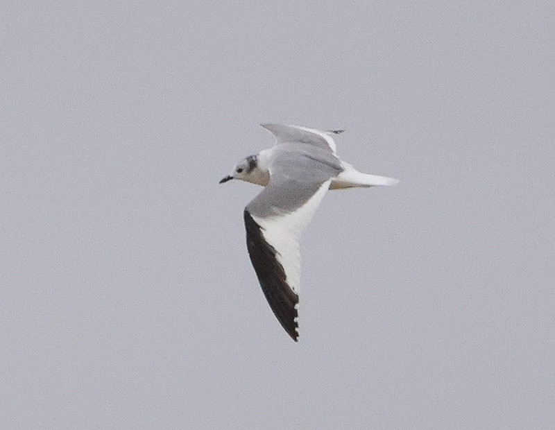 Sabines Gull - Tate Lloyd.