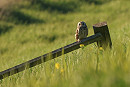 Short-eared Owl - Tate Lloyd.