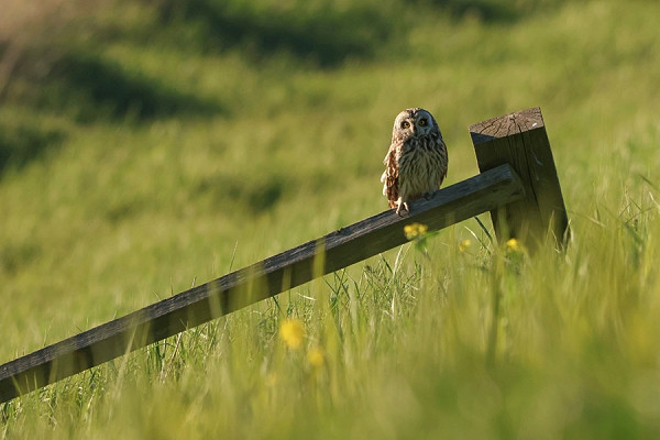 Bird sightings Sunday, 03 May 2026