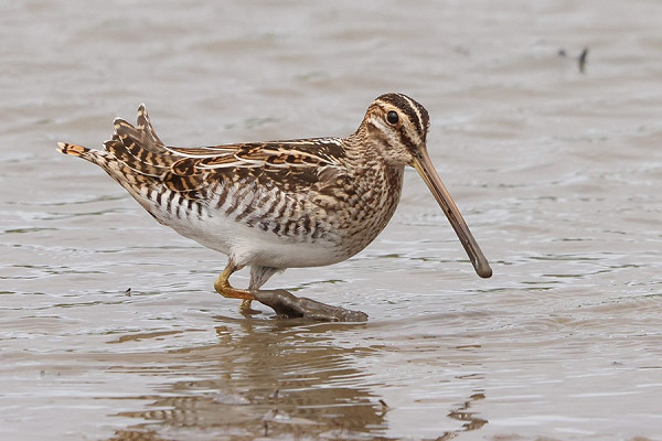 Snipe - Tate Lloyd.