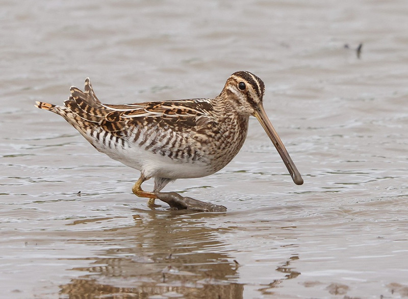 Snipe - Tate Lloyd.