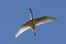 Spoonbill - Tate Lloyd.