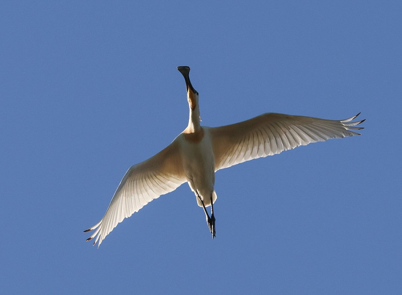 Spoonbill - Tate Lloyd.