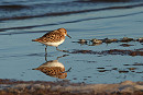 Little Stint  - Tate Lloyd.