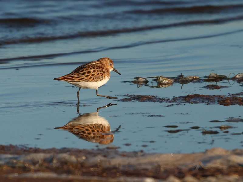 Little Stint  - Tate Lloyd.