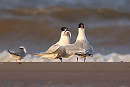 Sandwich Terns - Tate Lloyd.