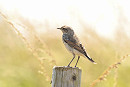 Wheatear - Tate Lloyd.