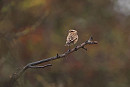 Whinchat - Tate Lloyd.