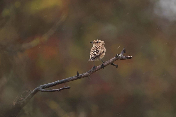 Whinchat - Tate Lloyd.