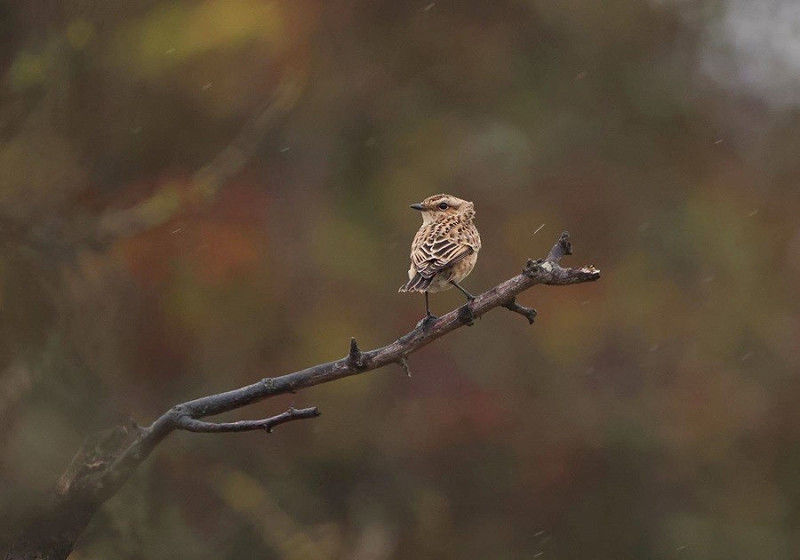 Whinchat - Tate Lloyd.