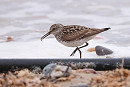 White-rumped Sandpiper - Tate Lloyd.