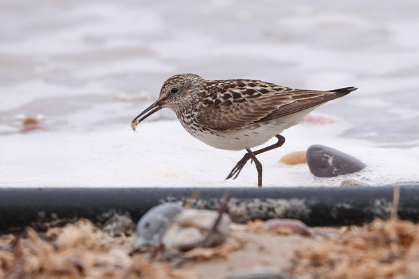 Bird sightings Saturday, 18 July 2026