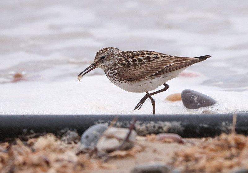 White-rumped Sandpiper - Tate Lloyd.