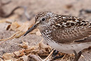 White-rumped Sandpiper - Tate Lloyd.