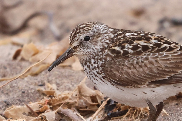 White-rumped Sandpiper - Tate Lloyd.
