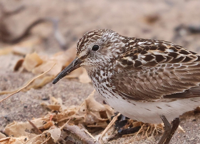 White-rumped Sandpiper - Tate Lloyd.