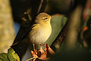 Willow Warbler - Tate Lloyd. 58 were recorded in the area today mainly in the triangle.
