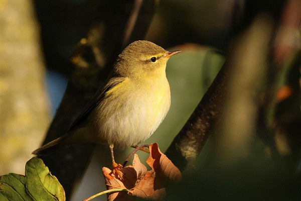 Bird sightings Sunday, 09 August 2026