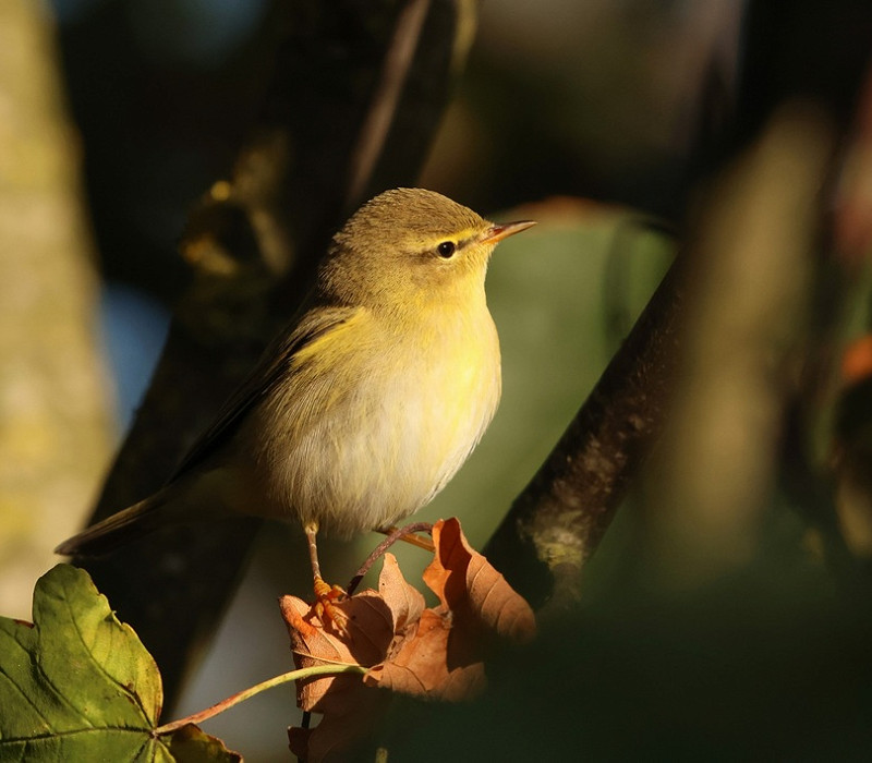 Willow Warbler - Tate Lloyd. 58 were recorded in the area today mainly in the triangle.