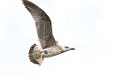 Yellow-legged Gull - Tate Lloyd.