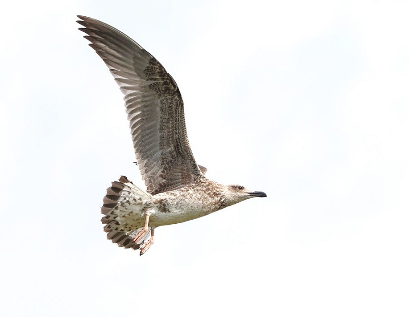 Yellow-legged Gull - Tate Lloyd.